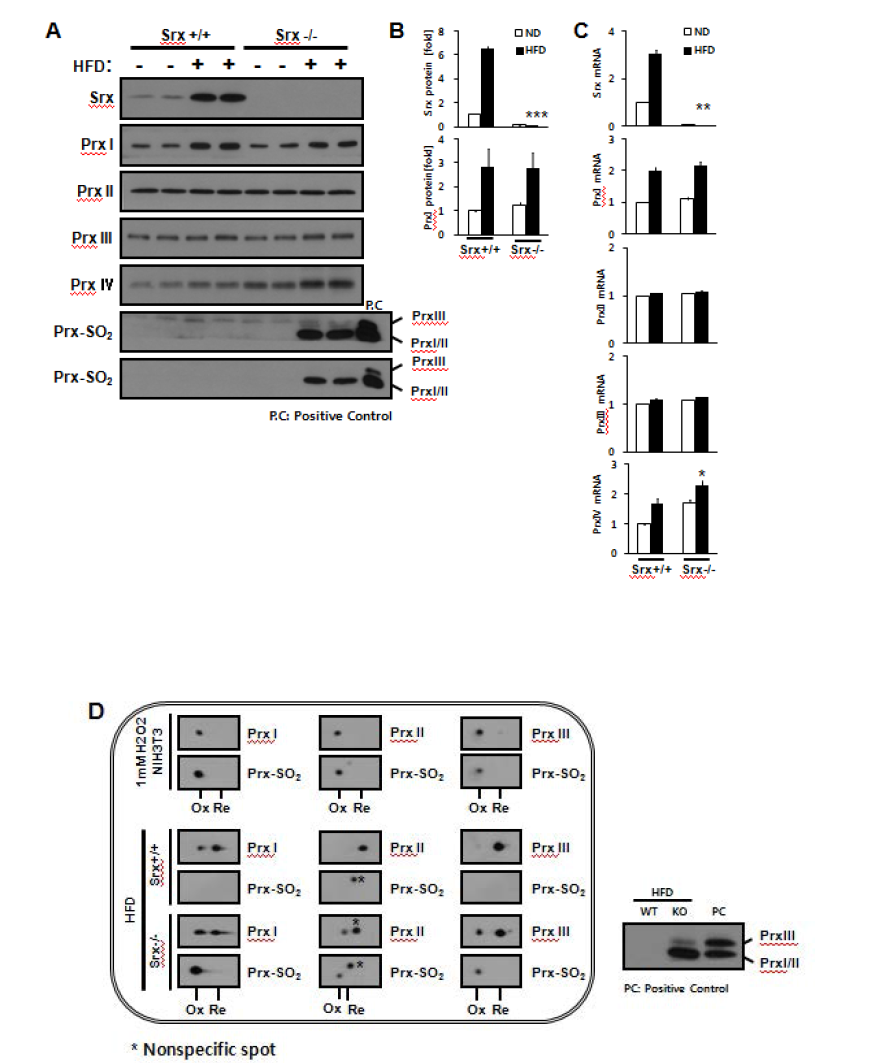 Effect of HFD on hyperoxidation of 2-Cys Prxs in adipose tissue of Srx-deficient mice.