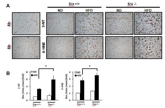 Effect of HFD on oxidative stress in adipose tissue of Srx-deficient mice.