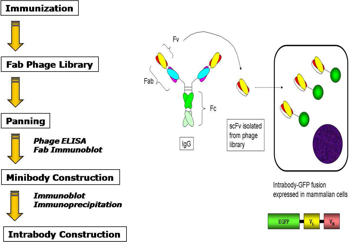 Phage display를 이용한 intrabody 제작 과정
