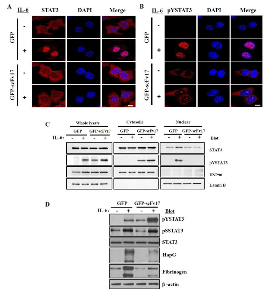 HepG2 세포에서 인산화된 STAT3에 특이적인 intrabody에 의한 STAT3의 핵으로의 이동 저해와 타겟 유전자 발현 억제