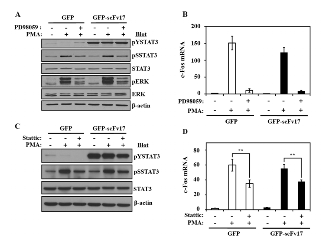 HepG2 세포에서 Tyr잔기에 인산화된 STAT3 특이적인 intrabody에 의한 STAT3 Ser 잔기의 인산화와 타겟 유전자 발현에 미치는 영향