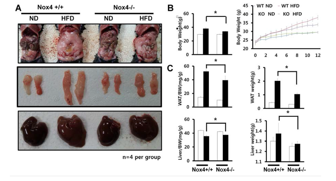 Body weight and organ weight/ body weight ratio in Nox4-deficient mice.