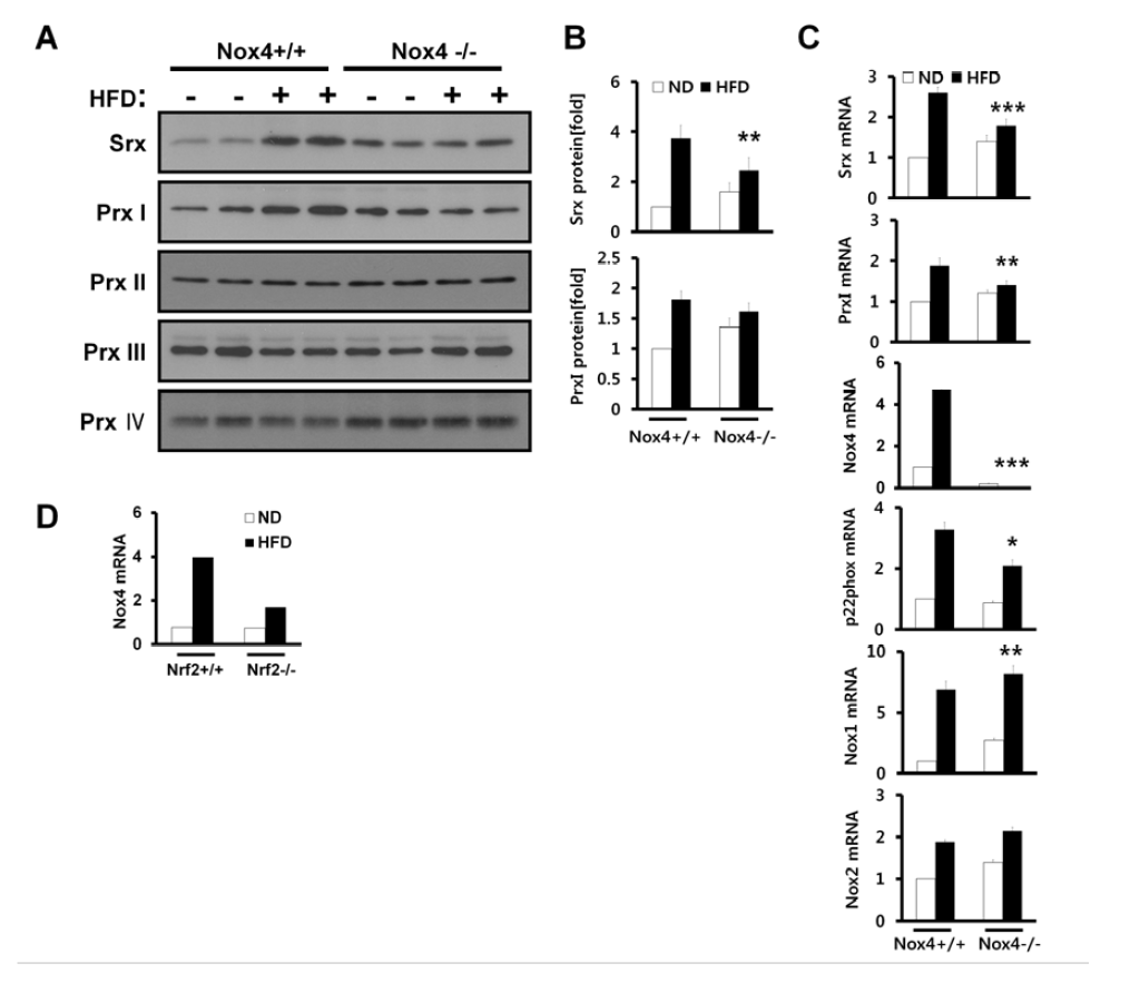 Role of Nox4 in Srx induction in adipose tissue of mice fed HFD.