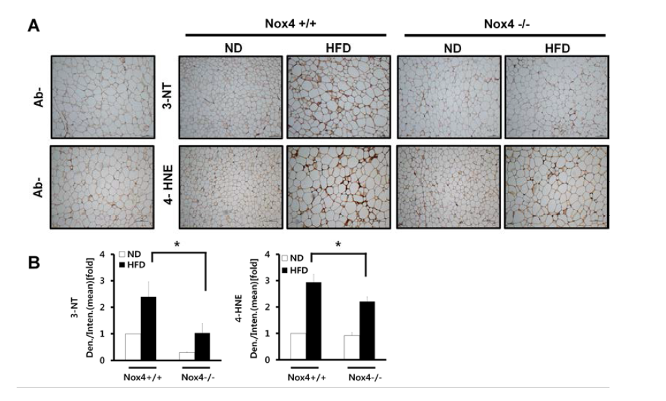 Effect of HFD on oxidative stress in adipose tissue.