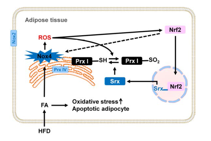 Model for HFD-induced ROS generation, Prx I hyperoxidation, and Srx expression in the mouse adipose tissue