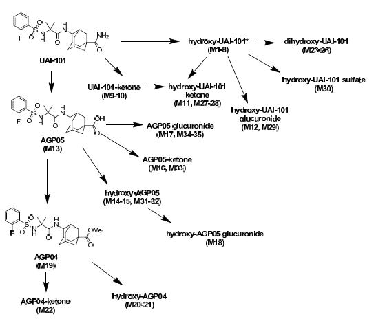 Possible in vivo metabolic pathways of UAI-101 in rats and beagle dogs. *M1-5, M7, M8: hydroxylation in adamantane ring; M6: hydroxylation in fluorobenzene ring.