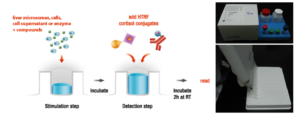 11β-HSD1 Assay 원리 및 Assay Kit