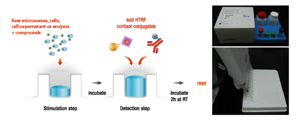 11β-HSD1 Assay 원리 및 Assay Kit