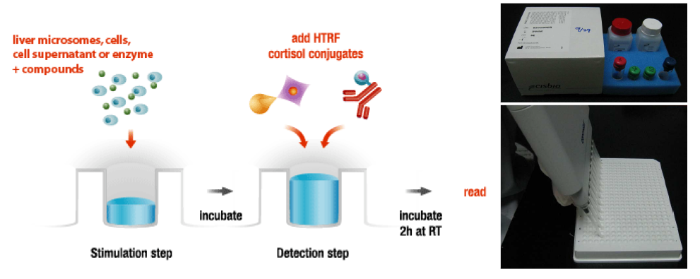 11β-HSD1 Assay 원리 및 Assay Kit