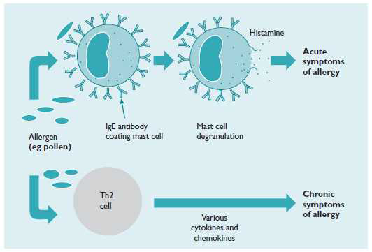 알레르기질환의 발생 기전(Royal College of Physicians of London, 2003)