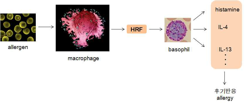 후기 반응 알레르기를 일으키는 원인 물질에 대한 도식