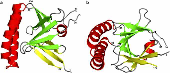 TCTP 분자의 구조(Susini et al, 2008)
