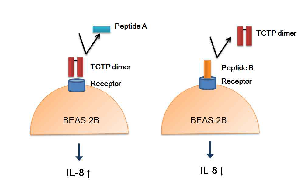 TCTP 도메인 펩타이드와 TCTP 이량체 간 competition assay 원리