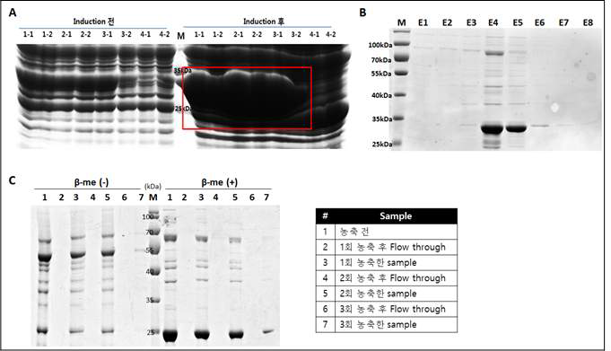 (A) E.coli 발현계에서 induction 전/후 Coomassie staining 결과 (B) Cobalt resin 정제 후 분획 별 Coomassie staining 결과 (C) FPLC 정제 및 Vivaspin(30K) 농축 후 non-reducing (left column), reducing (right column) SDS-PAGE 결과