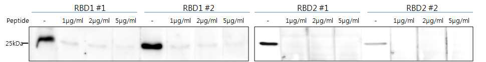 RBD1, RBD2 도메인으로 면역을 유발한 토끼 혈청의 특이도 확인