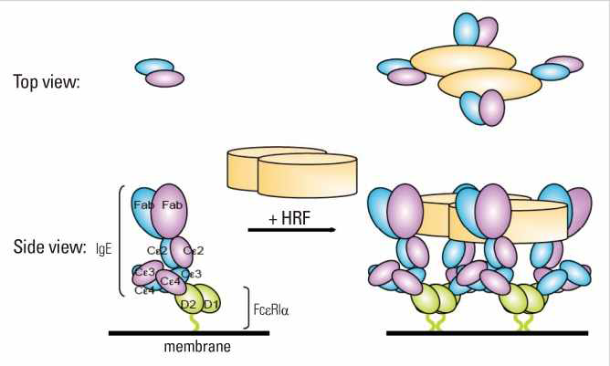 TCTP/HRF가 매개하는 FcεRI cross-linking 모식도 (Kawakami et al, 2014)