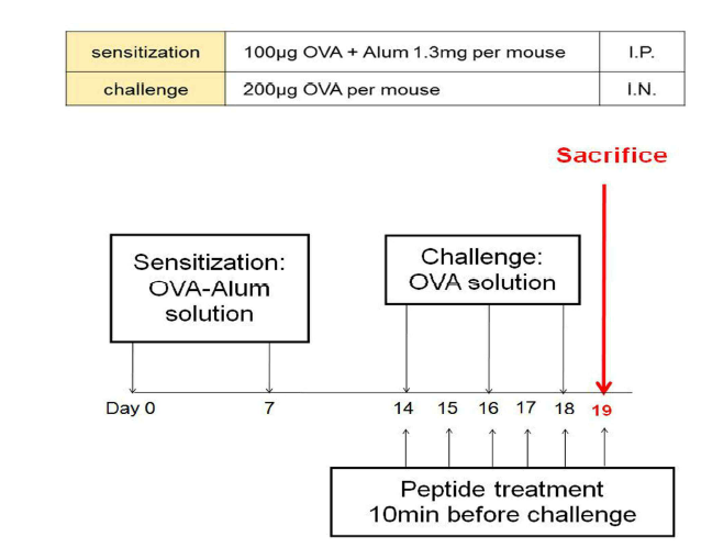 OVA 마우스 알레르기 비염 유발 실험법