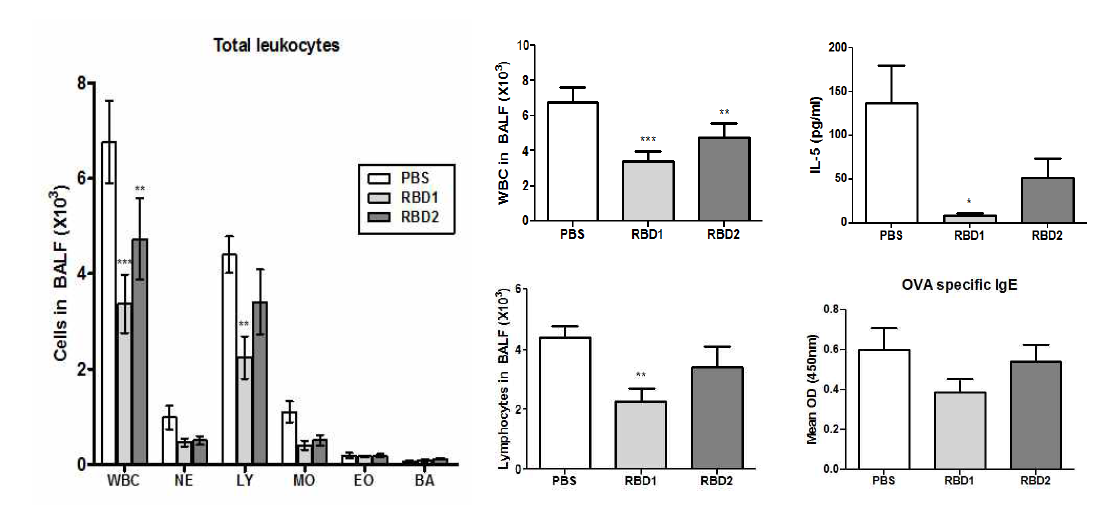 RBD1, RBD2 투여에 따른 BALF중 염증세포 침윤 및 IL-5, 혈장 중 항원 특이적 IgE 변화