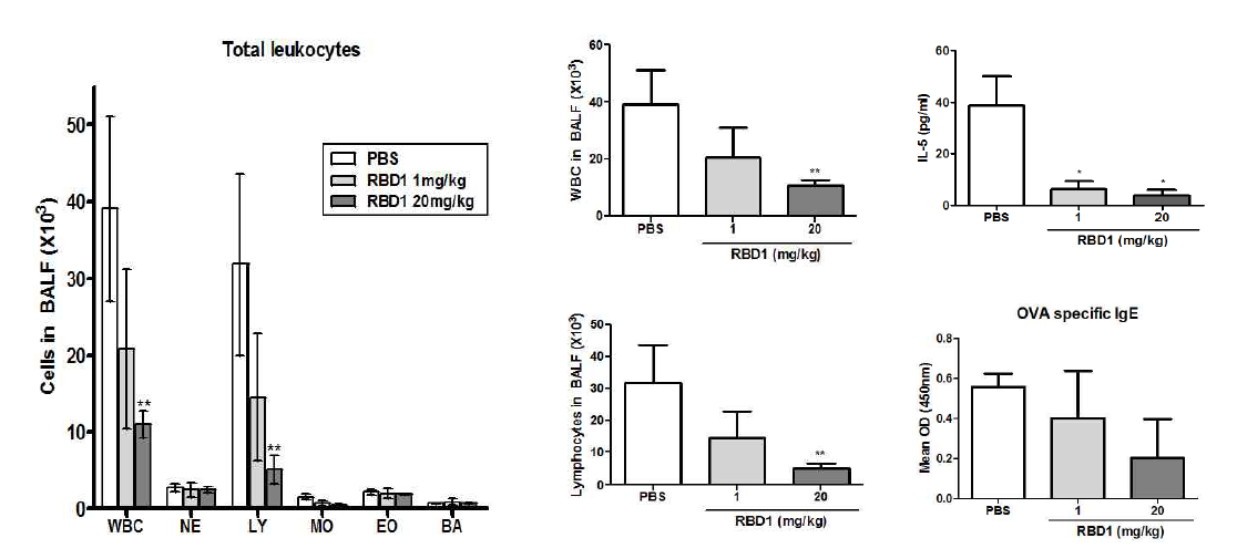 RBD1 펩타이드 투여 용량에 따른 BALF 중 염증세포 침윤 및 IL-5, 혈장 중 항원 특이적 IgE 변화