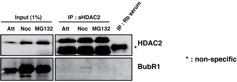 실제 세포 내에서 세포분열 전중기에 HDAC2가 미량의 BubR1과 결합하는 것을 확인