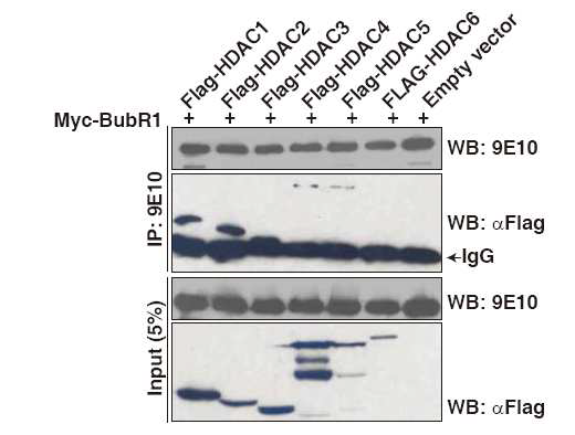 BubR1과직접적으로결합하는 HDAC 동정