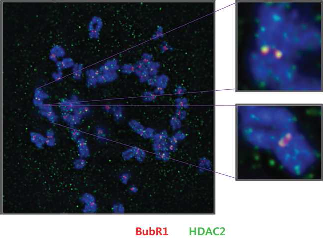 면역형광염색법을 통해 실제 세포 내에서 BubR1과 HDAC2가 kinetochore 에서 함께 위치 하는 것을 확인함