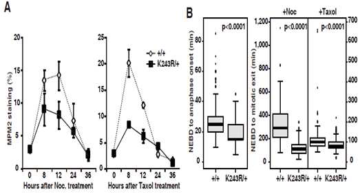 BubR1 acetylation 결손은 세포분열체크포인트 활성도 이상을 유도함