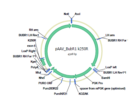 BubR1 K250R 돌연변이 서열을 포함하는 상동재조합 유도 delivery 벡터 디자인