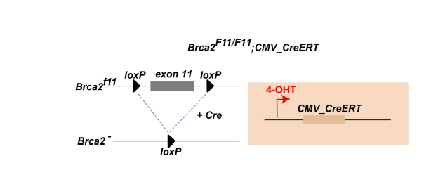 타목시펜(4-OHT) 유도 Cre 발현, Brca2F11/F11 mouse embryonic fibroblasts (MEFs) 구축