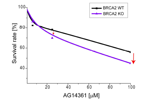 Brca2 결손 MEFs에서 PARP-1 inhibitor 반응성 확인