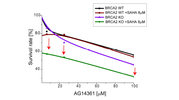 Deacetylase inhibitor인 SAHA와 PARP-1 inhibitor를 함께 처리했을 때 BRCA2가 없는 세포에서 반응성이 증가함을 확인