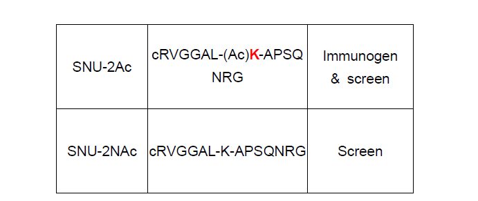 BubR1의 250번째 lysine이 acetylation된 peptide를 항원으로 제작