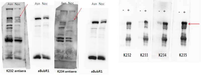 4종의 마우스 acetylated BubR1 항체 serum들로 in vitro acetylated BubR1에 대한 특이성 확인
