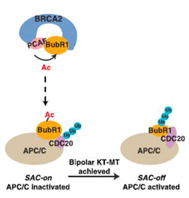 BRCA2의 BubR1 acetylation platform 역할을 나타낸 도식.