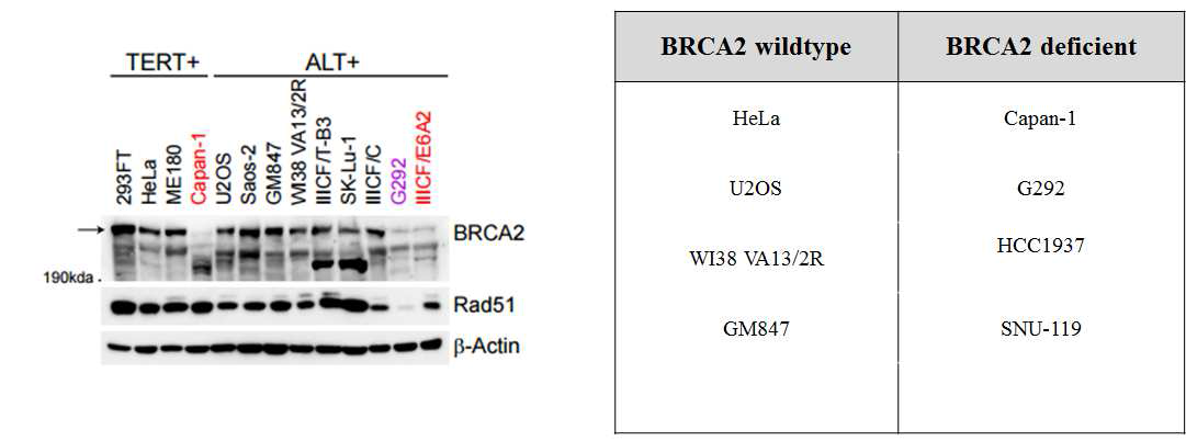 BRCA2 status를 western blot 으로 확인한 결과(왼쪽). 실제 실험에 이용한 BRCA2 정상과 BRCA2 결손 세포주들(오른쪽)