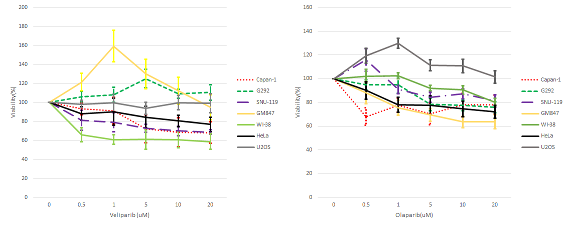 Veliparib(왼쪽)과 Olaparib(오른쪽)에 대한 MTT 결과. 두 inhibitor 모두 전반적인 세포성장 억제능력을 보이지 않음