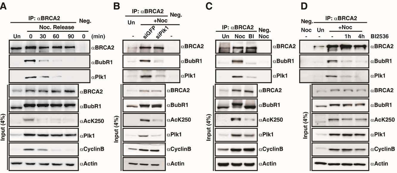 세포분열 전중기에서 BubR1과 plk1이 BRCA2와 상호작용 하는 것을 확인함
