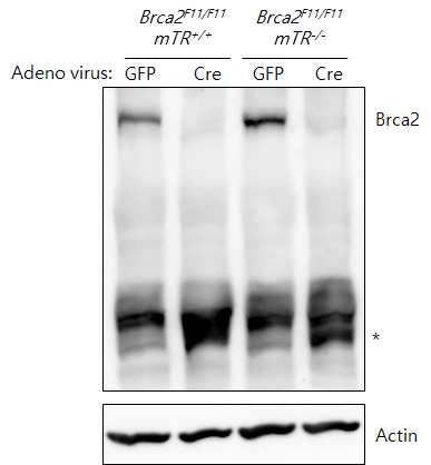 마우스세포에 Cre를 Adenovirus를 이용하여 넣은 후 Brca2의 knockout 정도 확인