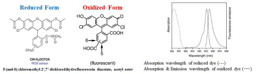 ROS와 빠르게 결합하여 형광을 내는 ROS sensor (CM-H2DCFDA)와 이의 oxidized form의 chemical structure, 그리고 이들의 흡광 스펙트럼.