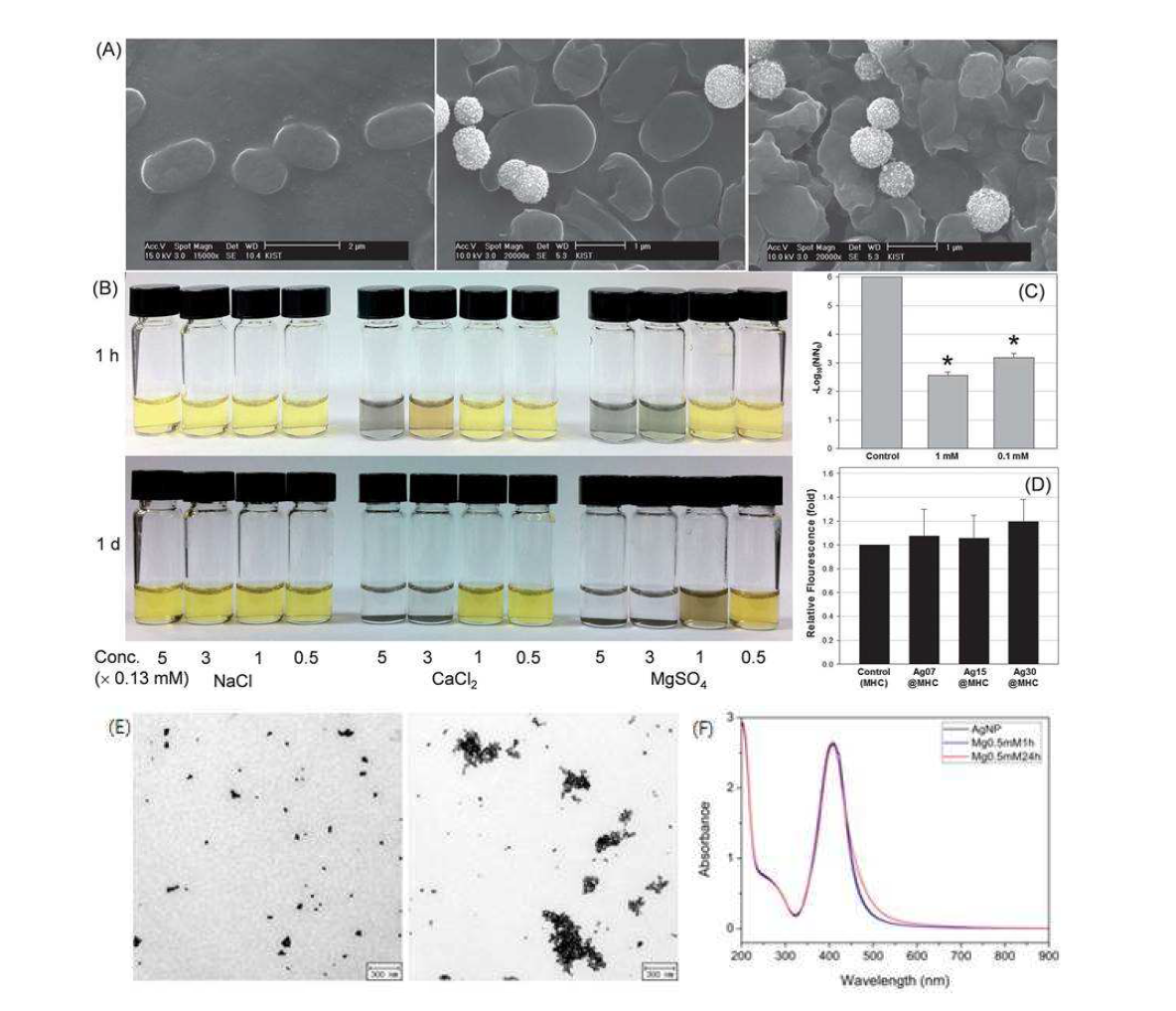 (A) 왼쪽부터 오른쪽으로 은나노복합체와 E.coli CN13을 섞기 전, 섞어주고 각각 15분과 30분이 경과한 후의 SEM 이미지; (B) 은나노복합체가 E.coli CN13을 물어뜯는 메커니즘 규명을 위해 은 나노입자와 Na+, Ca2+, Mg2+ 이온과의 상호작용 관찰을 위한 용액; (C)와 (D) ROS 기작에 의한 박테리아 저감효과 변화; 1일이 경과한후에 은 나노입자 only 용액 (왼쪽 이미지, 흑색 스펙트럼)과 0.5 mM Mg2+를 혼합한 용액 (오른쪽 이미지, 적색 스펙트럼)의 TEM 이미지 (E)와 흡수 스펙트럼 (F).