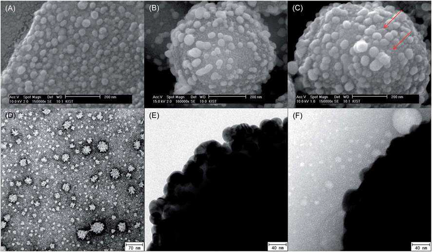 은나노복합체가 bacteriophage MS2를 흡착하는 모습을 보여주는 SEM (상)과 TEM (하) 이미지. (A)와 (D)는 bacteriophage MS2 only; (B)와 (E)는 은나노복합체 only; (C)와 (F)는 둘을 섞어서 처리한 후의 이미지.