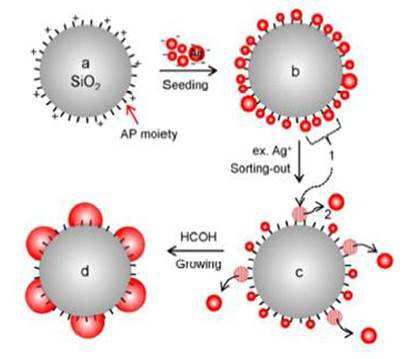 실리카-Ag 하이브리드 입자 제조과정을 보여주는 모식도.