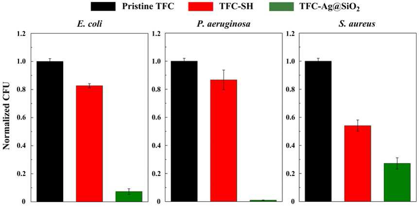 Pristine TFC, TFC-SH, 및 TFC-Ag@SiO2 분리막의 항균 실험 결과.