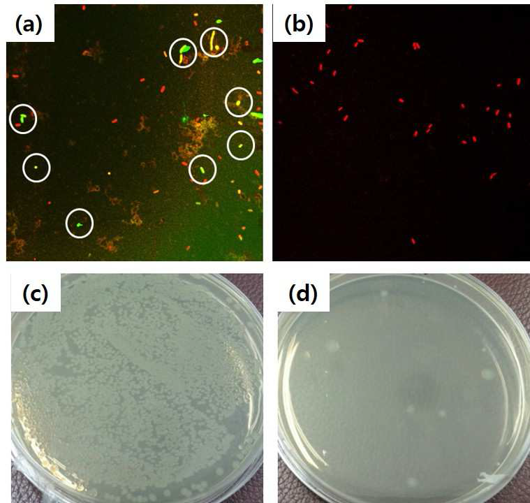 위는 (a) Pristine TFC와 (b) TFC-Ag@SiO2 분리막의 E. coli에 대한 live/dead cell의 상태를 보여주는 형광현미경 이미지, 아래는 (c) Pristine TFC와 (d) TFC-Ag@SiO2 분리막과 접촉한 E. coli 용액 속의 E coli를 성장시킨 고체 배지의 사진.