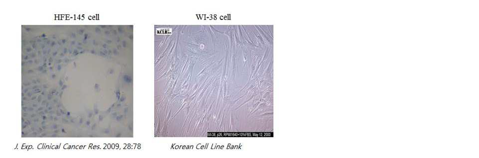 위 정상세포 (HFE-145)와 폐 정상세포 (WI-38)의 현미경 사진 [26,27].