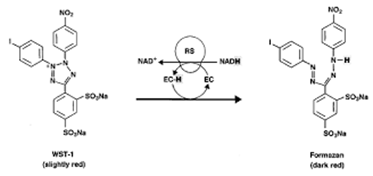 WST-1이 Dehydrogenase에 의해 적색을 띠는 Formazan르로 대사되는 과정.