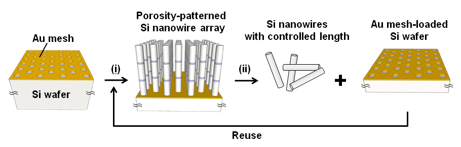 (i) 양극펄스의 인가를 통해 porosity modulated SiNWs 제작 후 (ii) 초음파 처리를 통해 기판으로 부터 길이가 제어된 SiNWs를 연속적으로 제조하는 과정을 보여주는 개략도.