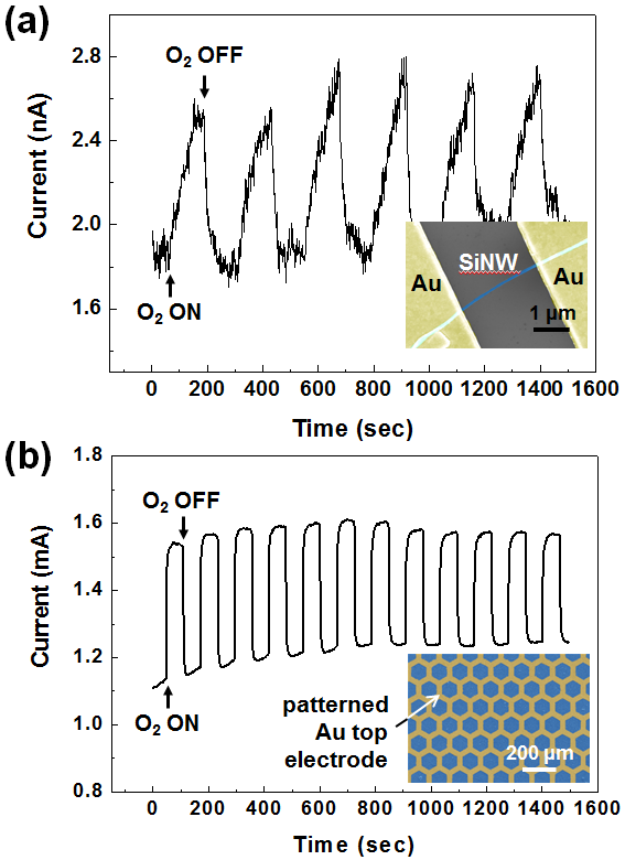 (a) 단일 실리콘 나노선 소자와 (b) 패터닝된 상부전극이 형성된 수직정렬 실 리콘 나노선 어레이 소자가 산소 가스에 주기적으로 노출되면서 나타나는 전기적 반응.