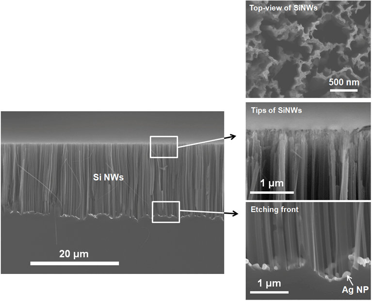 Ag 나노입자를 에칭촉매로 사용하여 얻어진 Si 나노선의 주사전자현미 경(SEM) 사진