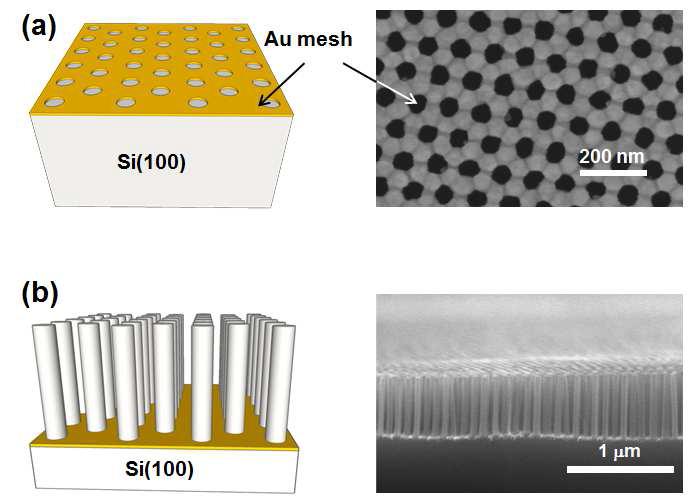 (a) 나노미터 크기의 홀들이 규칙적으로 패터닝된 메쉬 형태의 금속박막과 (b) 이를 실리콘 에칭 촉매로 이용한 실리콘 나노선 어레이의 제작공정 (왼쪽)과 각 공정의 SEM 이미지 (오른쪽).